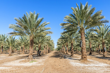 Fototapeta premium Plantation of date palms