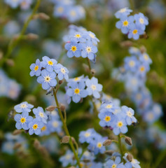 forget me nots