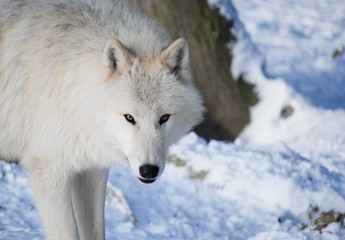 arctic Wolf in a snow covered forest