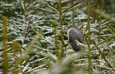 wild bird of prey in snow covered forest