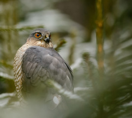 wild bird of prey in snow covered forest