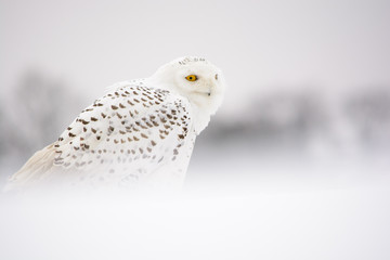 white snow owl in winter