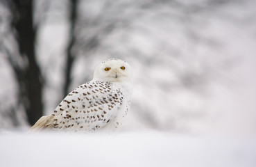 snow owl in winter country