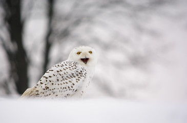 snow owl on a snow