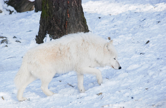 arctic Wolf in a snow covered forest