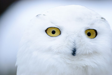 Obraz premium snow owl with big yellow eyes close up portrait