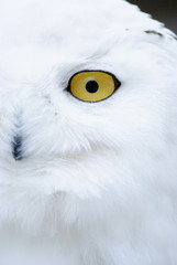 snow owl close up portrait