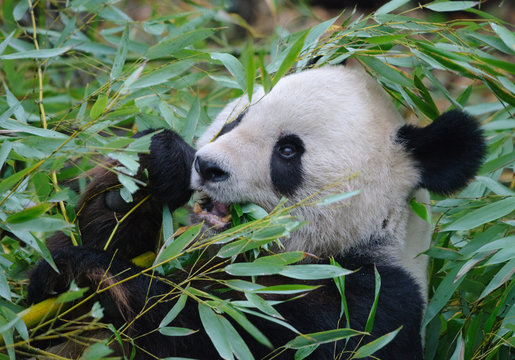 giant panda eating a bamboo