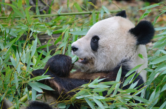 giant panda bear is eating a bamboo
