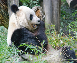 Obraz na płótnie Canvas giant panda bear is eating a bamboo