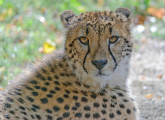 close up portrait of cheetah