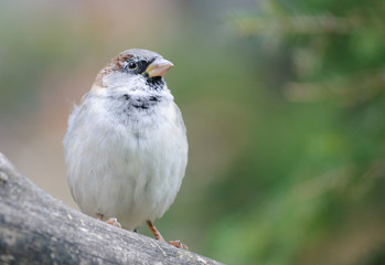 sparrow close up photo