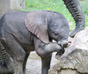 small african elephant baby