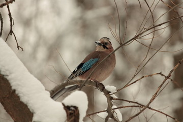 Jay