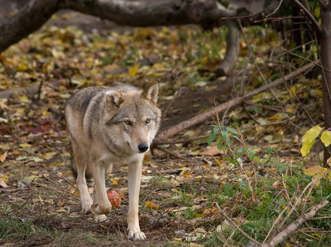 grey Wolf walking in a forest