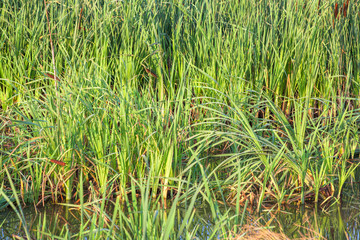 swamp with green reed