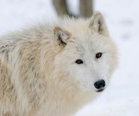 Obraz premium arctic Wolf portrait