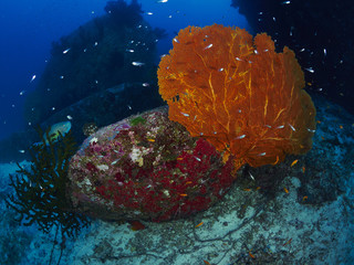 Fan coral