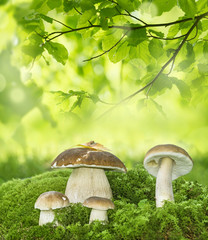 mushrooms - Boletus edulis