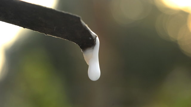 Close-up of the rubber latex drop from a rubber tree