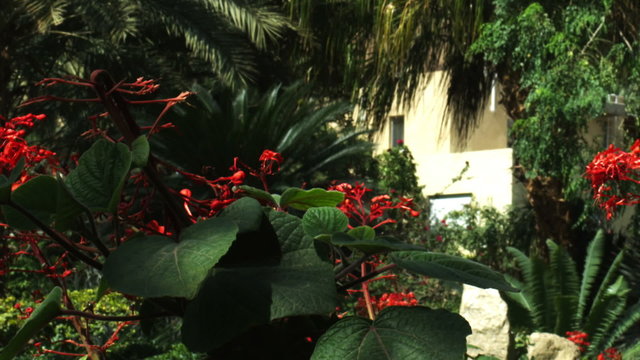 Royalty Free Stock Video Footage of oasis greenery at Ein Gedi shot in Israel at 4k with Red.