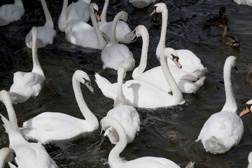 Obraz premium Swans on the hunt for food in a river in Salisbury, England, UK