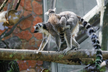 Мама и дитя 