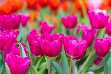 cute tulip in garden