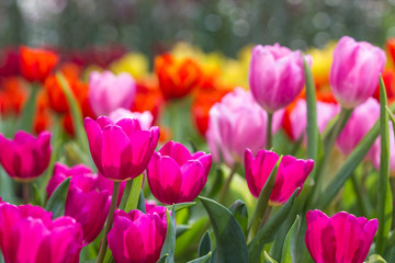 cute tulip in garden
