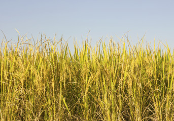 Fototapeta premium rice field