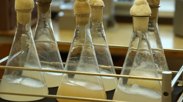 Laboratory shaker agitate six conic glass vessels with turbid bacterial suspension. Slow zooming (magnification) from 0 to 7 second.  The direction of platform rotation changes. Diagonal view.