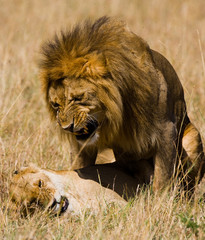 Meeting the lion and lioness in the savannah. National Park. Kenya. Tanzania. Masai Mara. Serengeti. An excellent illustration.