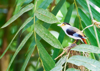 Bird silver broadbill.
