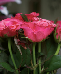 Pink roses close up