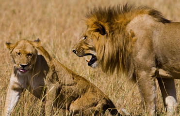 Meeting the lion and lioness in the savannah. National Park. Kenya. Tanzania. Masai Mara. Serengeti. An excellent illustration.