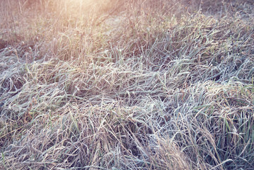 Frozen grass
