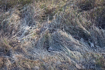 Frozen grass