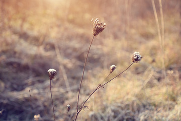 Frozen dry flower in the meadow