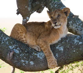 Young lion on a tree. National Park. Kenya. Tanzania. Masai Mara. Serengeti. An excellent...