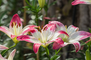 pink lily on nature background
