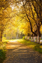 Autumn alley