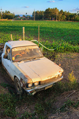 Old Rusty car in agriculture field