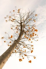 Yellow Cotton Tree