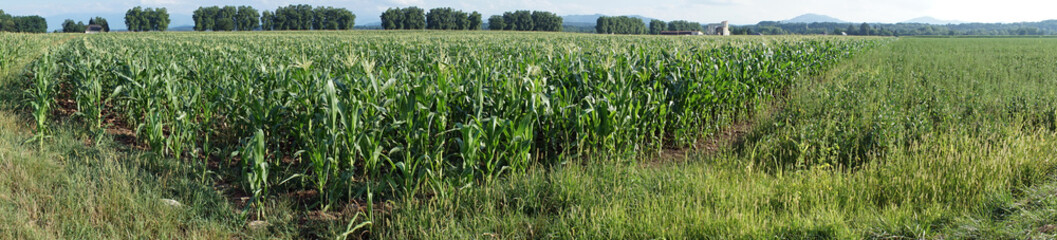 Green field