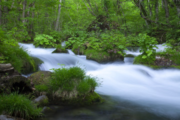 Stream in green forest