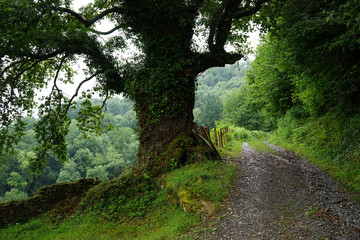 Obraz premium Big tree