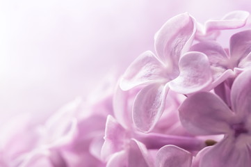 Lilac flowers close-up