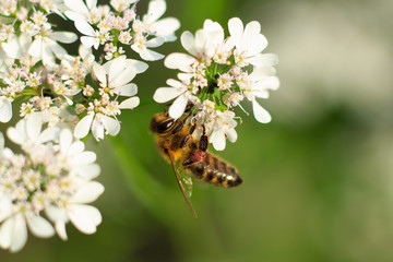 Colorful photo of bee on purple flower on green background.