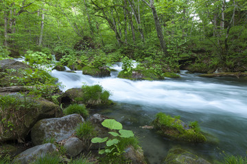 Obraz premium Stream in green forest