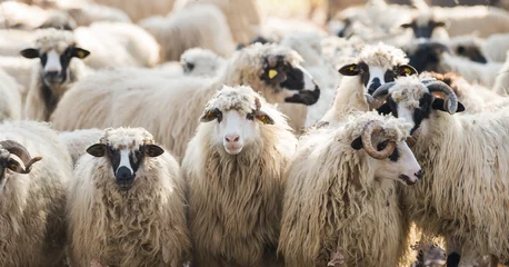 Papier Peint photo autocollant Moutons troupeau de moutons